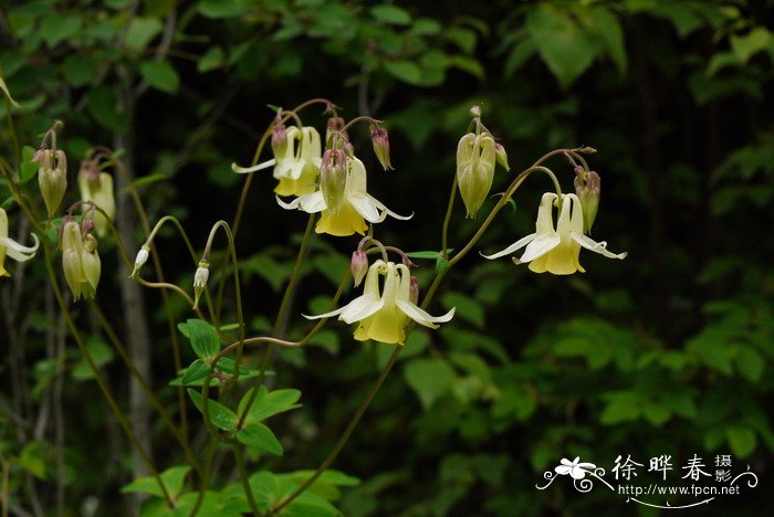 尖萼耧斗菜Aquilegia oxysepala