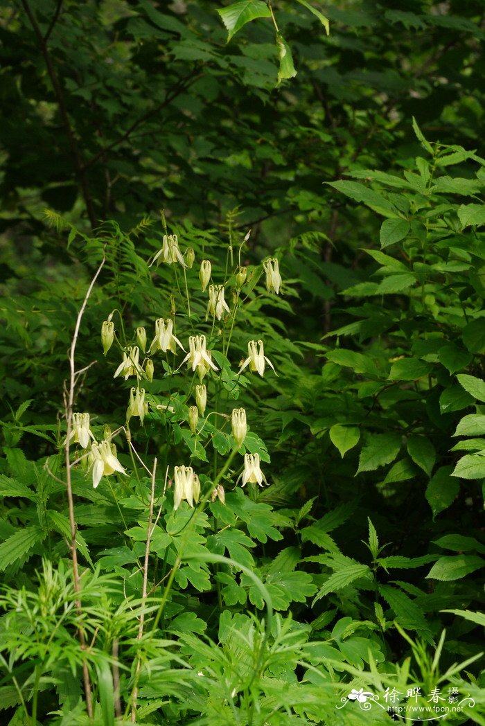 尖萼耧斗菜Aquilegia oxysepala