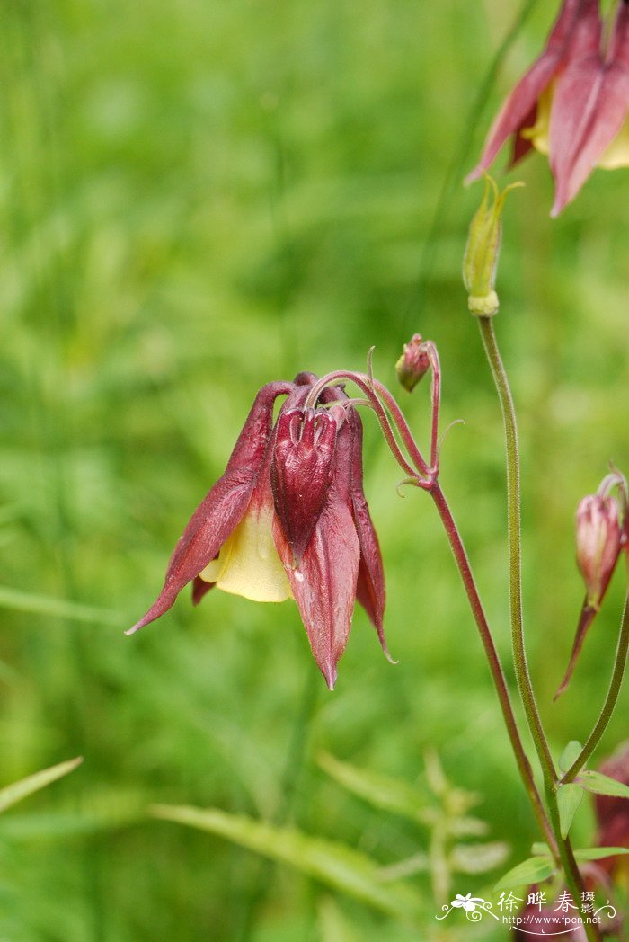 尖萼耧斗菜Aquilegia oxysepala