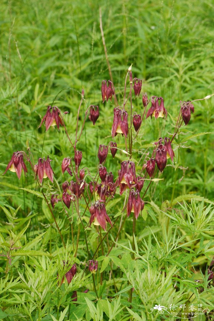 尖萼耧斗菜Aquilegia oxysepala 尖萼耧斗菜Aquilegia oxysepala
