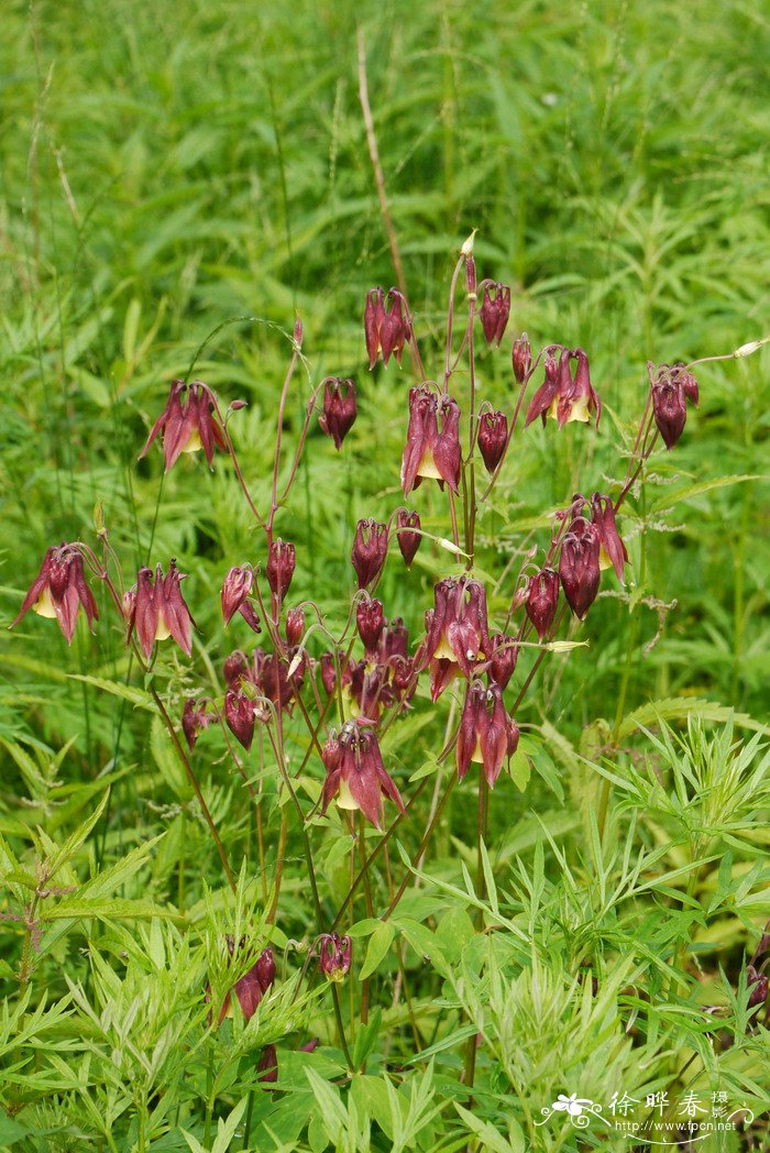 尖萼耧斗菜Aquilegia oxysepala