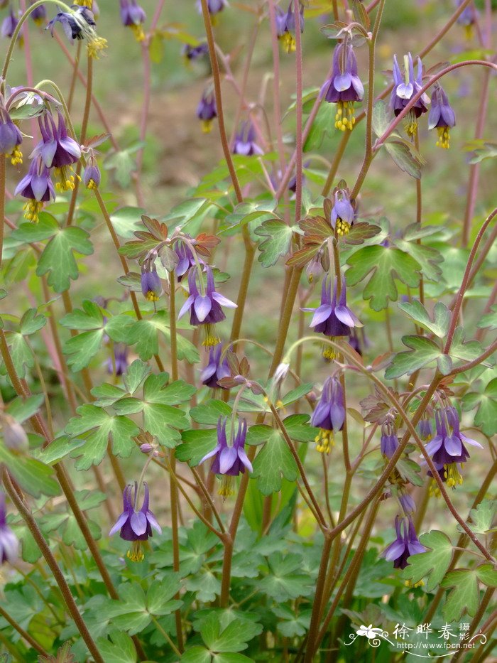 小花耧斗菜Aquilegia parviflora