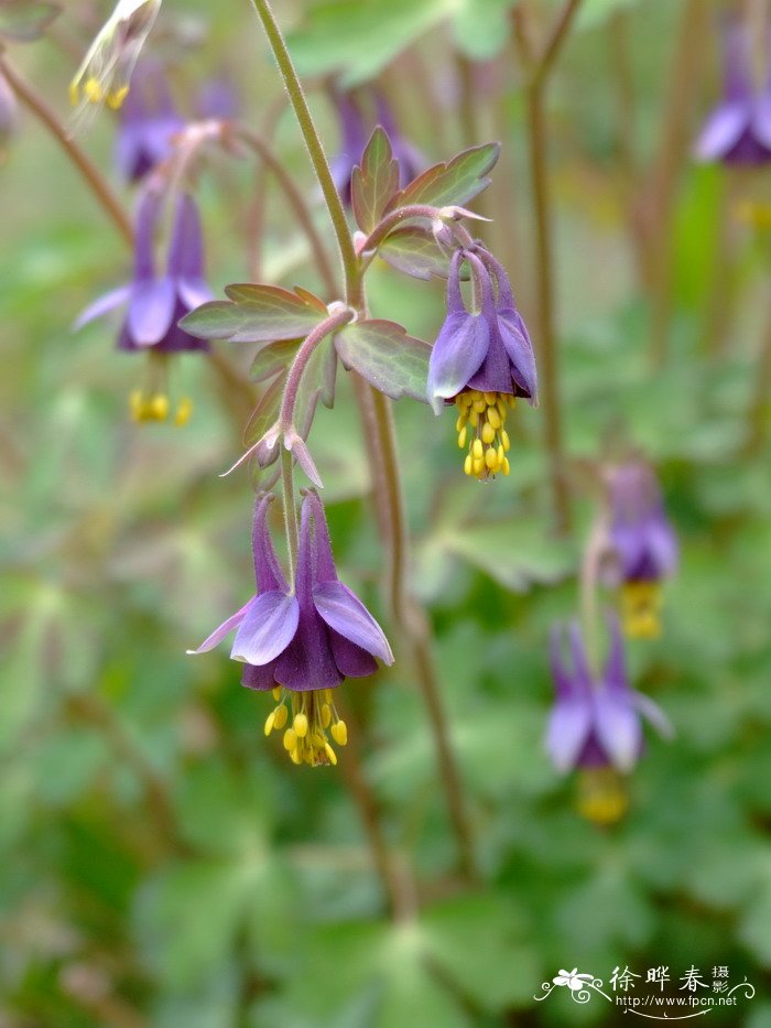 小花耧斗菜Aquilegia parviflora