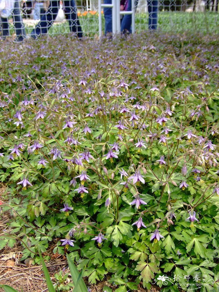 小花耧斗菜Aquilegia parviflora