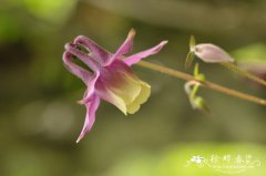 直距耧斗菜Aquilegia rockii