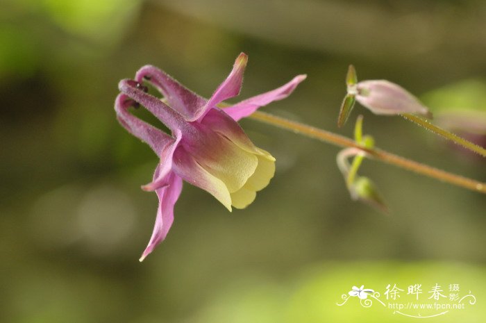 直距耧斗菜Aquilegia rockii