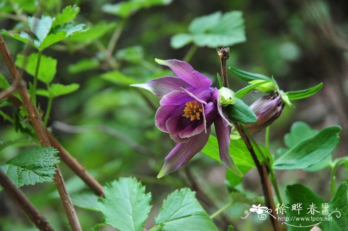 华北耧斗菜Aquilegia yabeana 华北耧斗菜Aquilegia yabeana