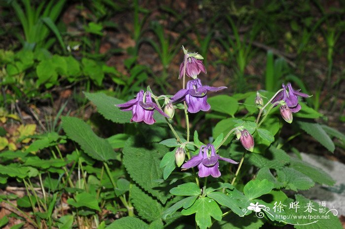 华北耧斗菜Aquilegia yabeana 华北耧斗菜Aquilegia yabeana