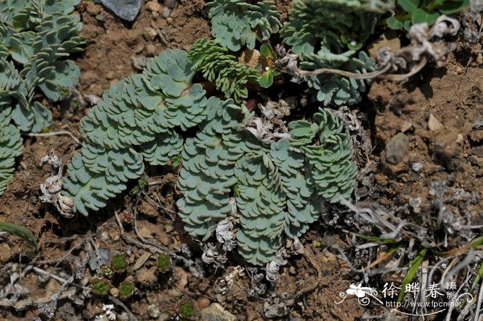 美花草Callianthemum pimpinelloides 美花草Callianthemum pimpinelloides