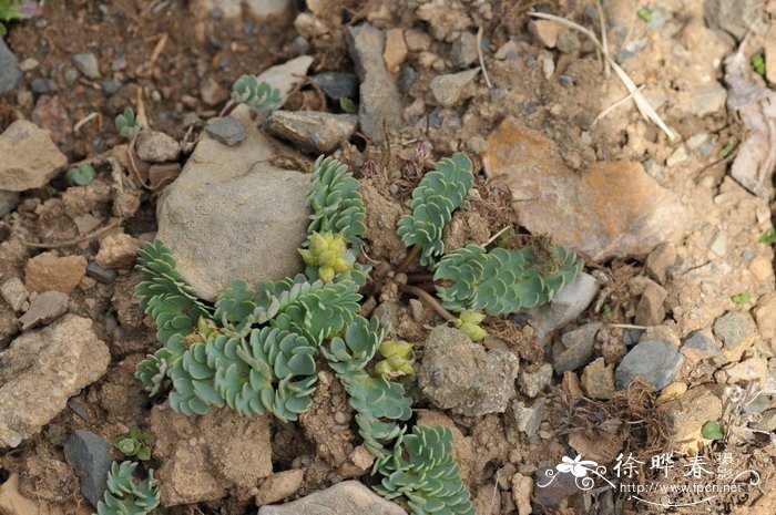 美花草Callianthemum pimpinelloides 美花草Callianthemum pimpinelloides