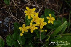 驴蹄草Caltha palustris