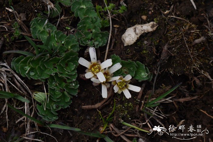 美花草Callianthemum pimpinelloides 美花草Callianthemum pimpinelloides