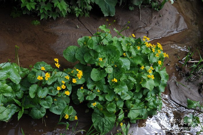 膜叶驴蹄草Caltha palustris var. membranacea 膜叶驴蹄草Caltha palustris var. membranacea