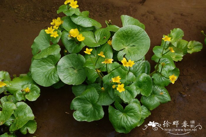 膜叶驴蹄草Caltha palustris var. membranacea 膜叶驴蹄草Caltha palustris var. membranacea