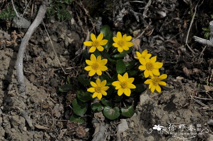 花葶驴蹄草Caltha scaposa 花葶驴蹄草Caltha scaposa