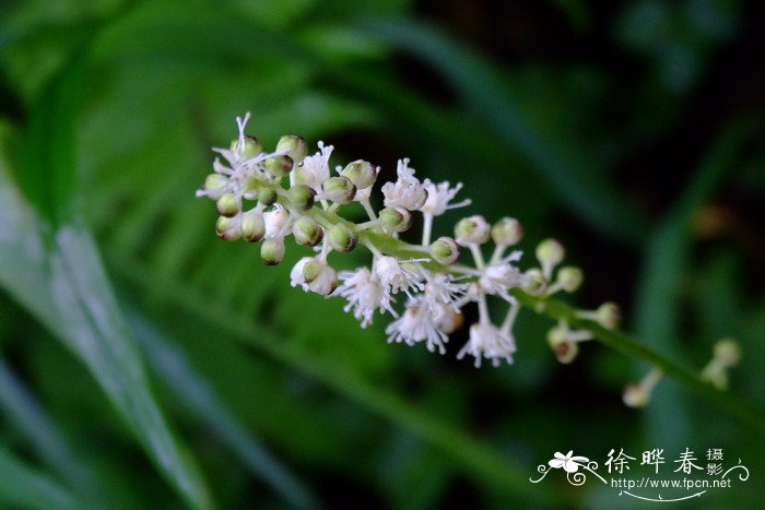 单穗升麻Cimicifuga simplex 单穗升麻Cimicifuga simplex