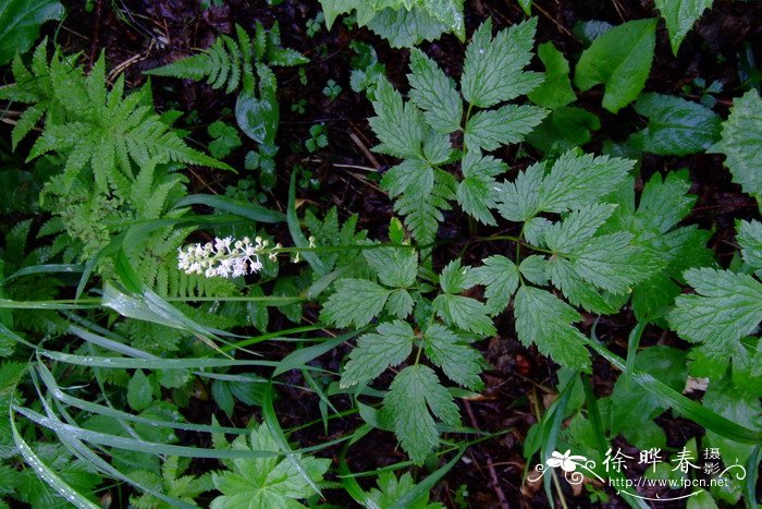 单穗升麻Cimicifuga simplex 单穗升麻Cimicifuga simplex