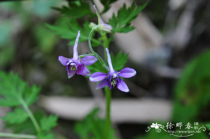 还亮草Delphinium anthriscifolium 还亮草Delphinium anthriscifolium