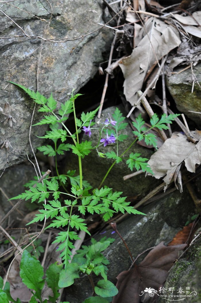 还亮草Delphinium anthriscifolium 还亮草Delphinium anthriscifolium
