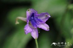 拟螺距翠雀花Delphinium bulleyanum