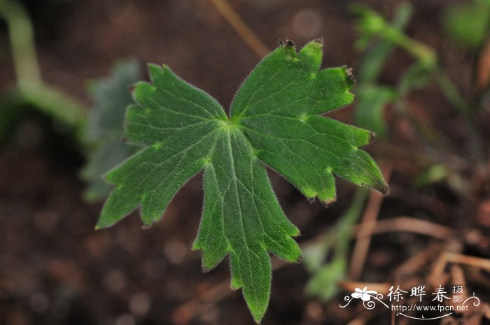 拟螺距翠雀花Delphinium bulleyanum 拟螺距翠雀花Delphinium bulleyanum