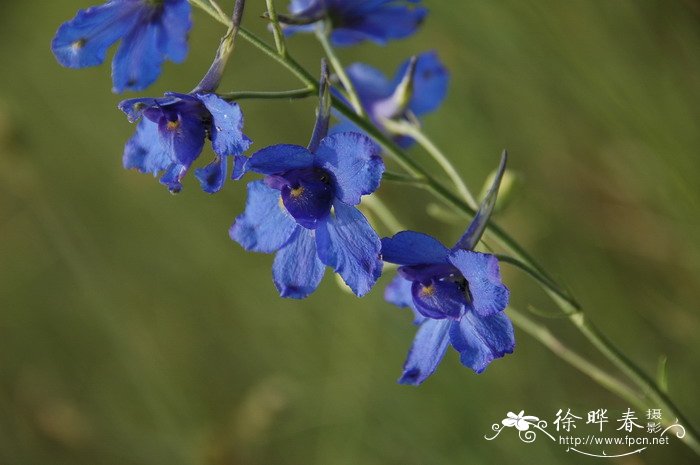 翠雀Delphinium grandiflorum 翠雀Delphinium grandiflorum