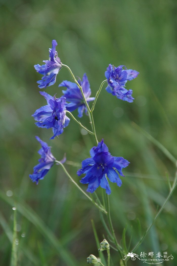 翠雀Delphinium grandiflorum 翠雀Delphinium grandiflorum