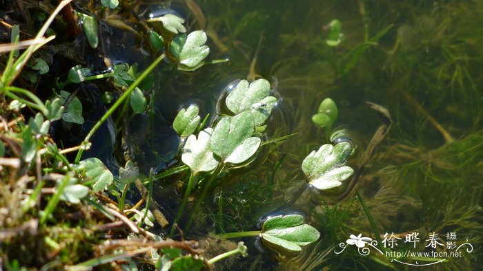 水葫芦苗Halerpestes cymbalaria 水葫芦苗Halerpestes cymbalaria