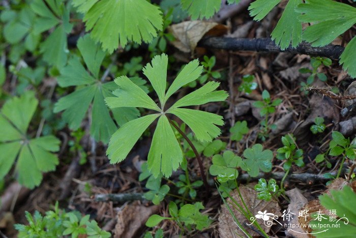 独叶草Kingdonia uniflora 独叶草Kingdonia uniflora