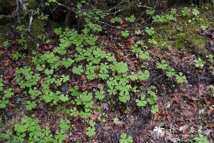 独叶草Kingdonia uniflora 独叶草Kingdonia uniflora