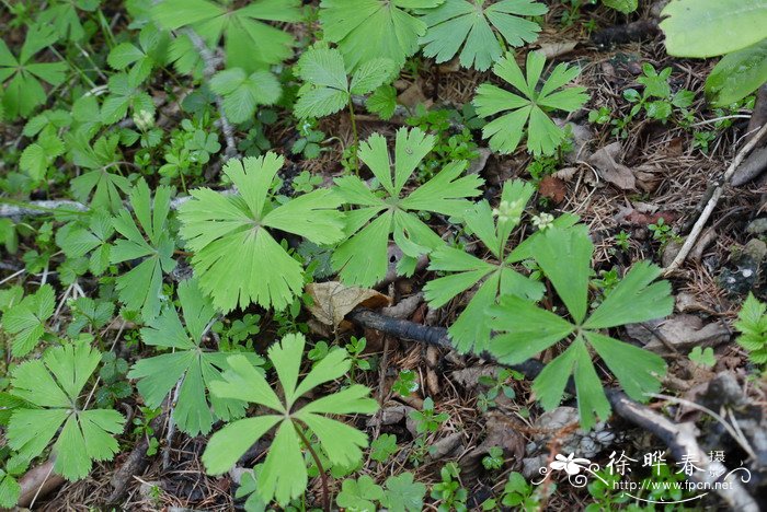 独叶草Kingdonia uniflora 独叶草Kingdonia uniflora