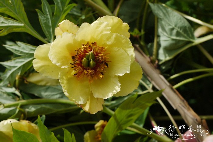 紫牡丹Paeonia delavayi