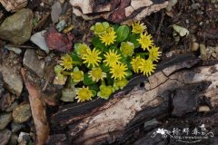 鸦跖花Ranunculus kamchaticus