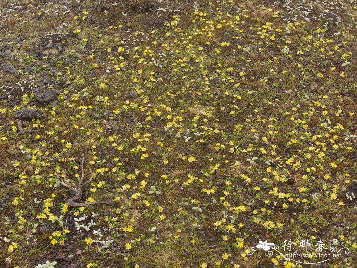 鸦跖花Ranunculus kamchaticus 鸦跖花Ranunculus kamchaticus