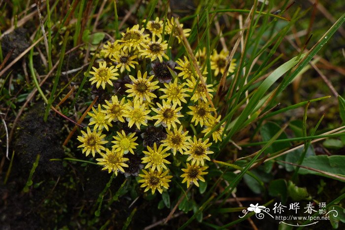 小鸦跖花Oxygraphis tenuifolia