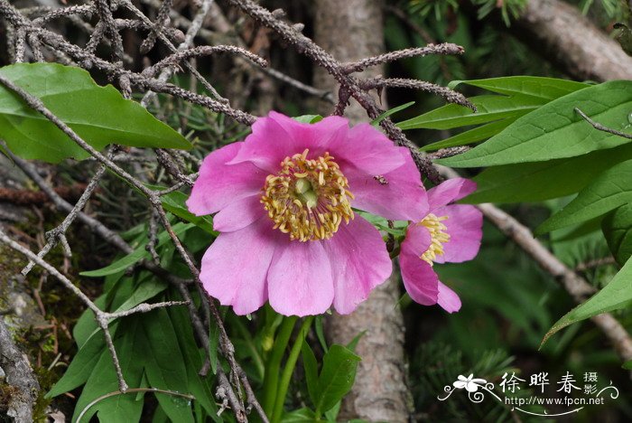 川赤芍Paeonia anomala subsp. veitchii 川赤芍Paeonia anomala subsp. veitchii