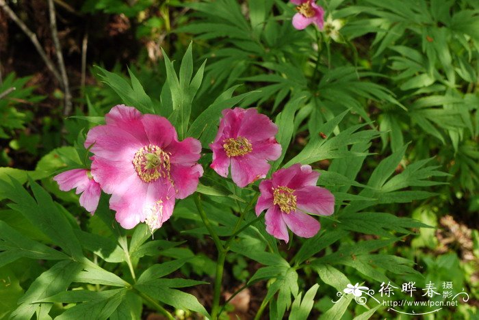 川赤芍Paeonia anomala subsp. veitchii 川赤芍Paeonia anomala subsp. veitchii