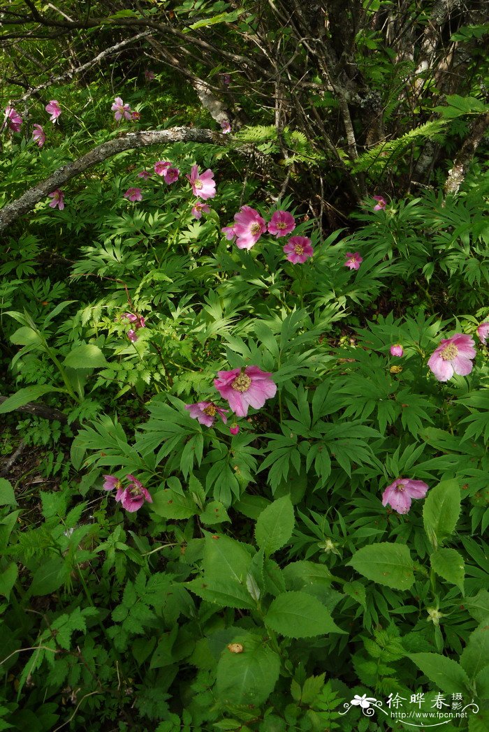 川赤芍Paeonia anomala subsp. veitchii 川赤芍Paeonia anomala subsp. veitchii