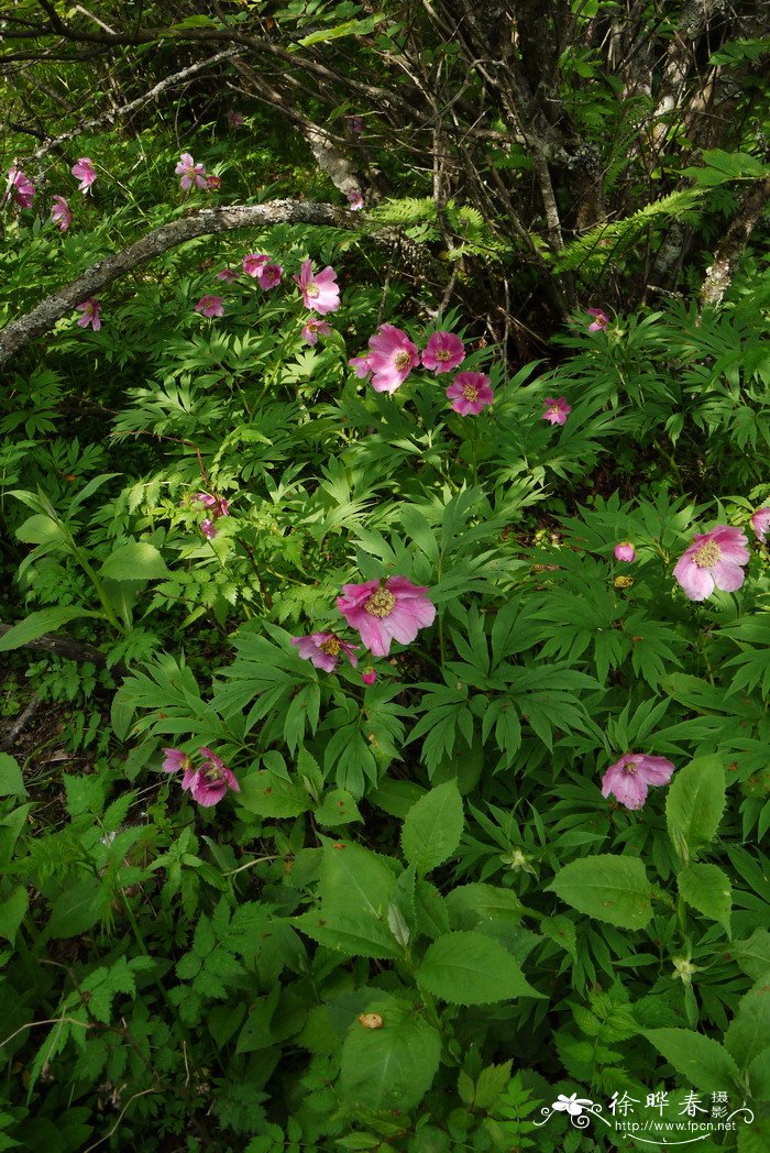 川赤芍Paeonia anomala subsp. veitchii