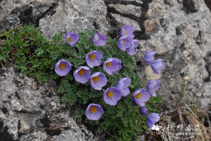 拟耧斗菜Paraquilegia microphylla 拟耧斗菜Paraquilegia microphylla