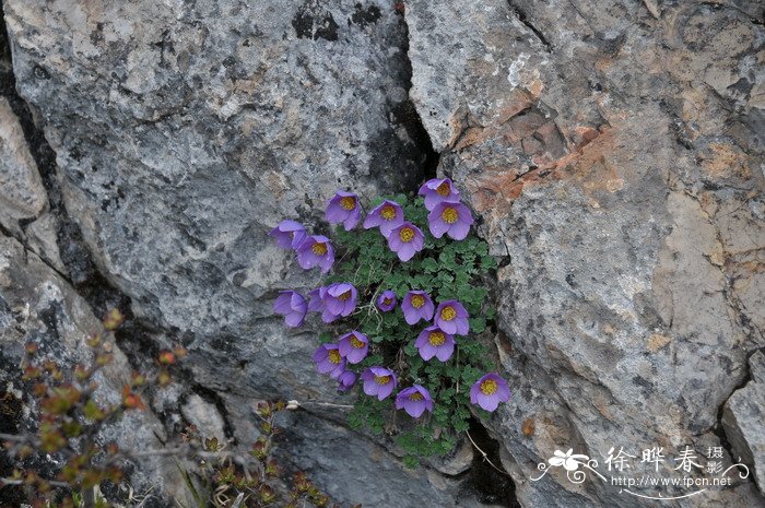 拟耧斗菜Paraquilegia microphylla 拟耧斗菜Paraquilegia microphylla