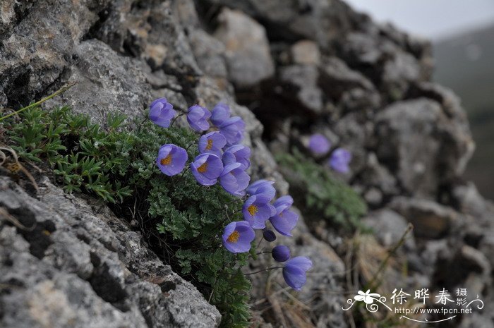 拟耧斗菜Paraquilegia microphylla 拟耧斗菜Paraquilegia microphylla