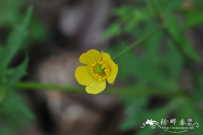 小茴茴蒜Ranunculus cantoniensis 小茴茴蒜Ranunculus cantoniensis