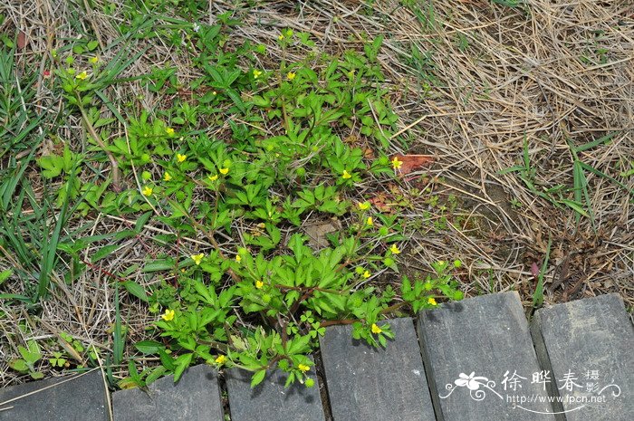 小茴茴蒜Ranunculus cantoniensis 小茴茴蒜Ranunculus cantoniensis