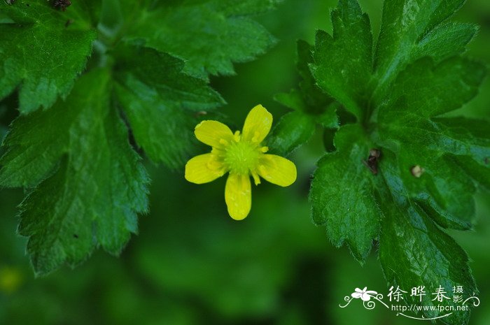 茴茴蒜Ranunculus chinensis 茴茴蒜Ranunculus chinensis