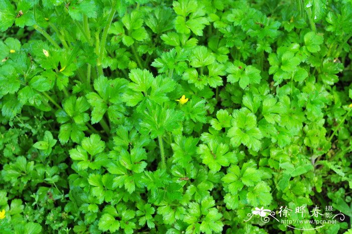 茴茴蒜Ranunculus chinensis 茴茴蒜Ranunculus chinensis