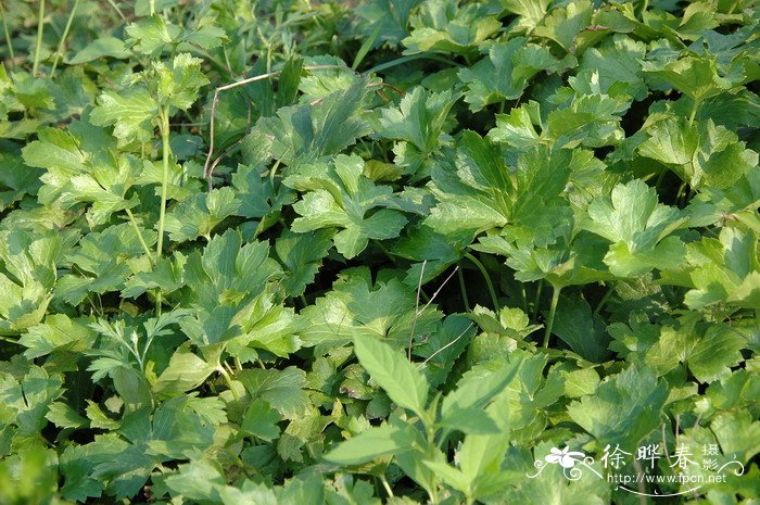 毛茛Ranunculus japonicus 毛茛Ranunculus japonicus