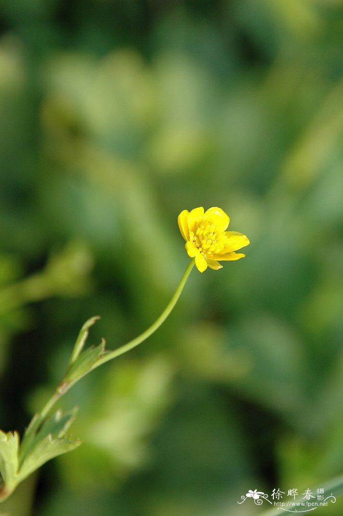 毛茛Ranunculus japonicus 毛茛Ranunculus japonicus