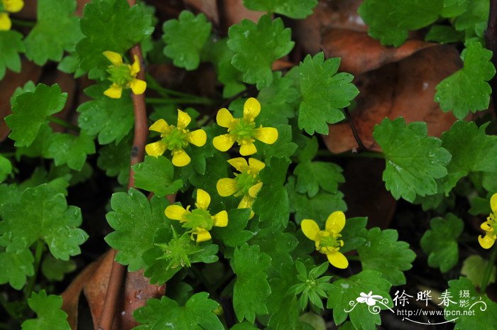 刺果毛茛Ranunculus muricatus 刺果毛茛Ranunculus muricatus