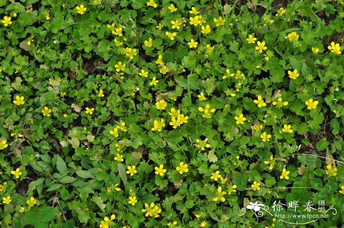 刺果毛茛Ranunculus muricatus 刺果毛茛Ranunculus muricatus
